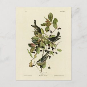 Zwarte poll Warbler uit Audubon's Birds of America Briefkaart