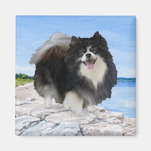 Zwarte Pomeranian aan de kust Magneet (Voorkant)