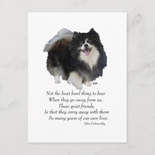 Zwarte Pomeranian Aandenken Briefkaart