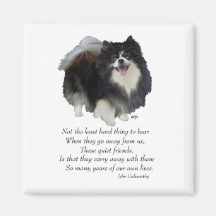 Zwarte Pomeranian Aandenken Magneet