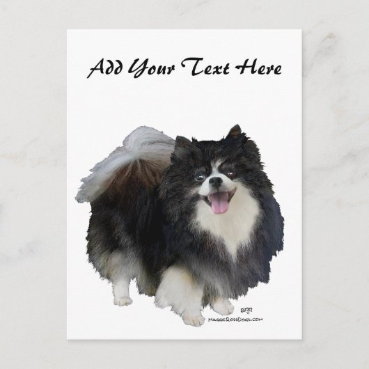 Zwarte Pomeranian Briefkaart (Voorkant)