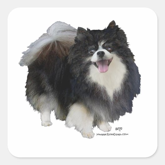 Zwarte Pomeranian Vierkante Sticker (Voorkant)