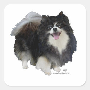 Zwarte Pomeranian Vierkante Sticker
