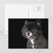 Zwarte Pommeren die naar links kijken Briefkaart (Voorkant / Achterkant)
