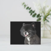 Zwarte Pommeren die naar links kijken Briefkaart (Staand voorkant)