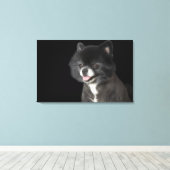 Zwarte Pommeren die naar links kijken Canvas Afdruk (Insitu (Houten vloer))