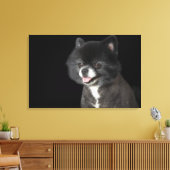 Zwarte Pommeren die naar links kijken Canvas Afdruk (Insitu (Woonkamer))