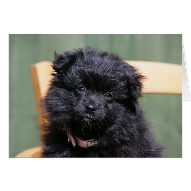 Zwarte Pommeren Puppy (Voorkant Horizontaal)