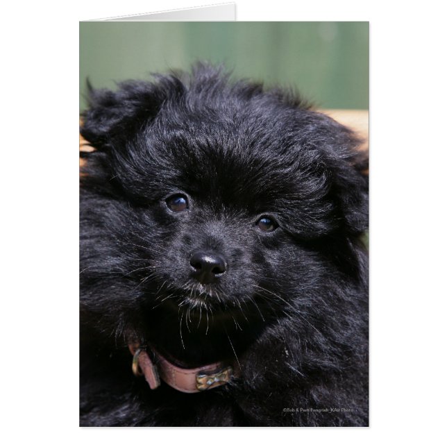 Zwarte Pommeren Puppy (Voorkant)
