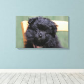 Zwarte Pommeren Puppy Canvas Afdruk (Insitu (Houten vloer))