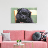 Zwarte Pommeren Puppy Canvas Afdruk (Insitu (Woonkamer))