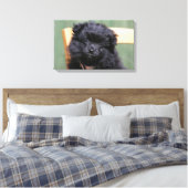 Zwarte Pommeren Puppy Canvas Afdruk (Insitu (Slaapkamer))