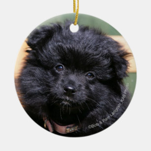 Zwarte Pommeren Puppy Keramisch Ornament