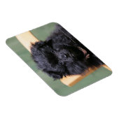 Zwarte Pommeren Puppy Magneet (Rechterzijde)