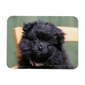 Zwarte Pommeren Puppy Magneet (Horizontaal)