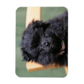 Zwarte Pommeren Puppy Magneet (Verticaal)