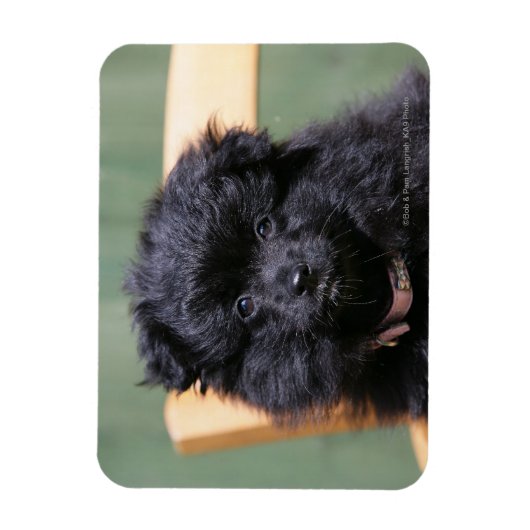 Zwarte Pommeren Puppy Magneet (Verticaal)