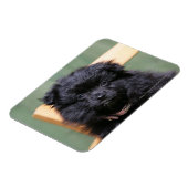 Zwarte Pommeren Puppy Magneet (Linkerzijde)