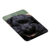 Zwarte Pommeren Puppy Magneet (Rechterzijde)