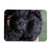 Zwarte Pommeren Puppy Magneet (Horizontaal)