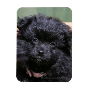 Zwarte Pommeren Puppy Magneet