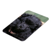 Zwarte Pommeren Puppy Magneet (Linkerzijde)