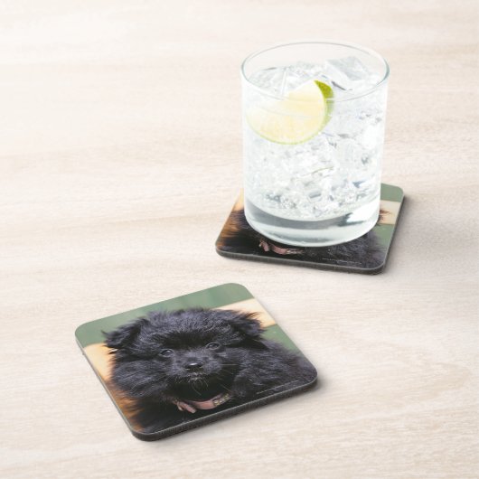 Zwarte Pommeren Puppy Onderzetter (Rechterzijde)