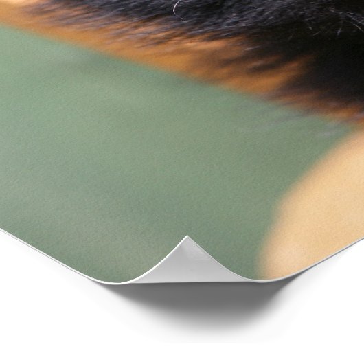 Zwarte Pommeren Puppy Poster (Hoek)