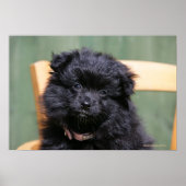 Zwarte Pommeren Puppy Poster (Voorkant)