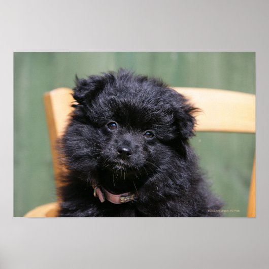 Zwarte Pommeren Puppy Poster (Voorkant)