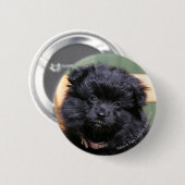 Zwarte Pommeren Puppy Ronde Button 5,7 Cm (Voorkant /achterkant)