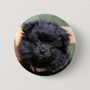 Zwarte Pommeren Puppy Ronde Button 5,7 Cm