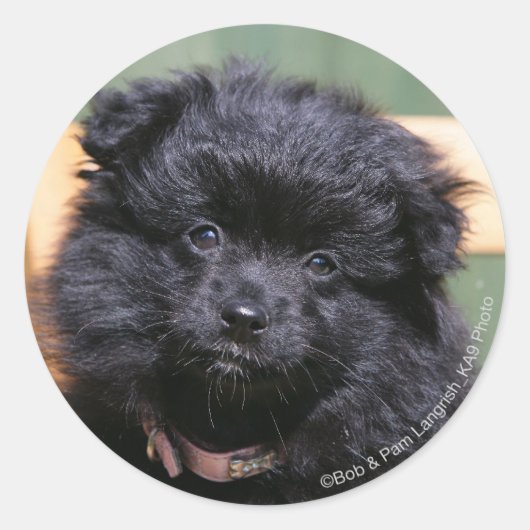 Zwarte Pommeren Puppy Ronde Sticker (Voorkant)