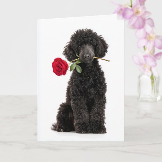 Zwarte Poodle Puppy Valentijn – Zoete Toewijding Kaart (Orchidee)