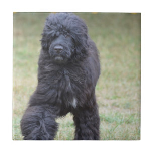 Zwarte Portugese waterhond Tegeltje