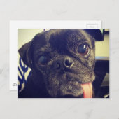 Zwarte Pug Briefkaart (Voorkant / Achterkant)