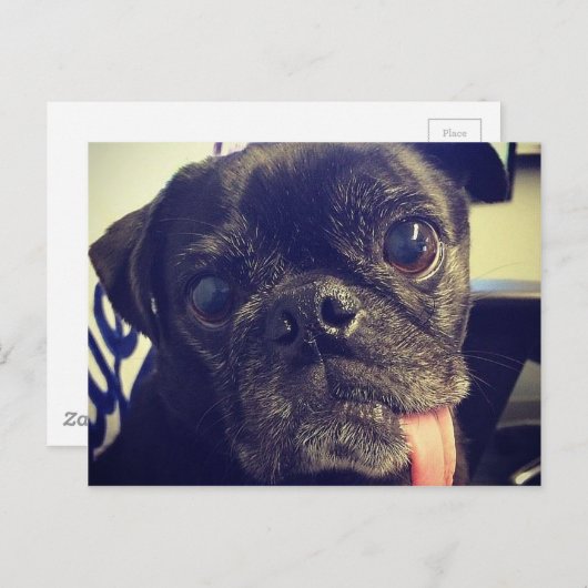 Zwarte Pug Briefkaart (Voorkant / Achterkant)