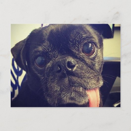 Zwarte Pug Briefkaart (Voorkant)