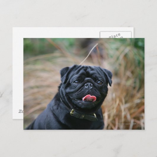 Zwarte Pug die terwijl het Bekijken Camera hijgen Briefkaart (Voorkant / Achterkant)