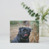 Zwarte Pug die terwijl het Bekijken Camera hijgen Briefkaart (Staand voorkant)