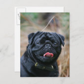 Zwarte Pug die terwijl het Bekijken Camera hijgen Briefkaart (Voorkant / Achterkant)