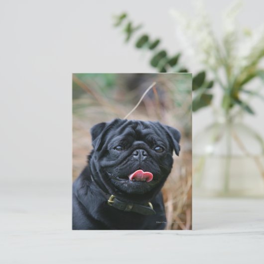 Zwarte Pug die terwijl het Bekijken Camera hijgen Briefkaart (Staand voorkant)