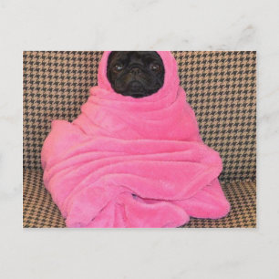 Zwarte Pug in een Roze Deken Briefkaart