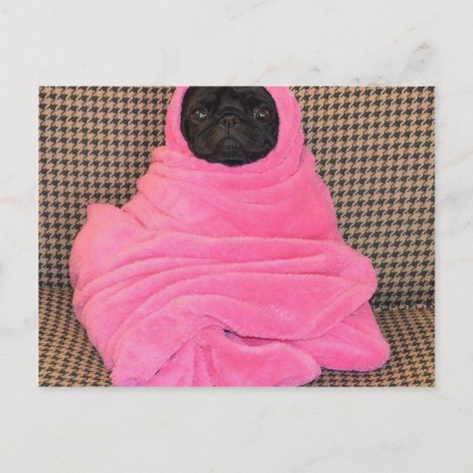 Zwarte Pug in een Roze Deken Briefkaart (Voorkant)