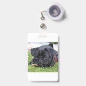 zwarte pug ligt badge (Voorzijde met uittrekbare clip)