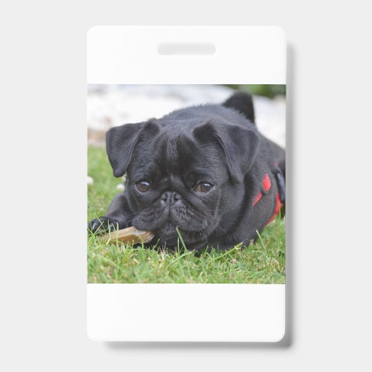 zwarte pug ligt badge (Voorzijde)