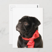 Zwarte pug met rode boog briefkaart (Voorkant / Achterkant)