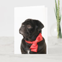 Zwarte pug met rode boog