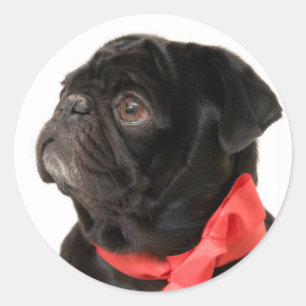 Zwarte pug met rode boog ronde sticker