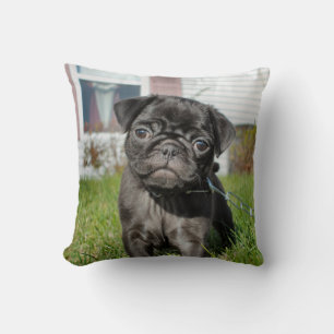 Zwarte pug pup  kussen